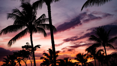 Tropical view with palm trees
