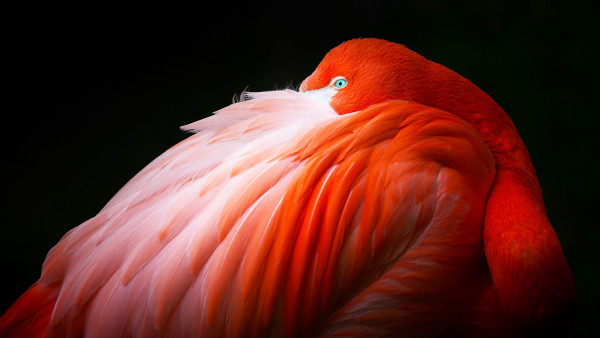 Wonderful flamingo