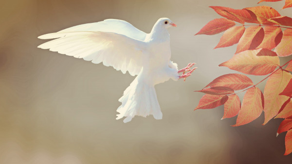 White dove HD wallpaper | 4K UHD, desktop background, picture, image,  flying, bird, leaves, pigeon
