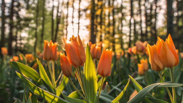 Orange tulips in sunrise