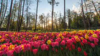 Sun rays through field of tulips