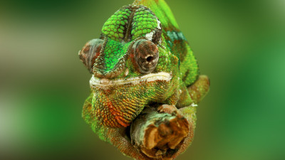 Portrait of a chameleon