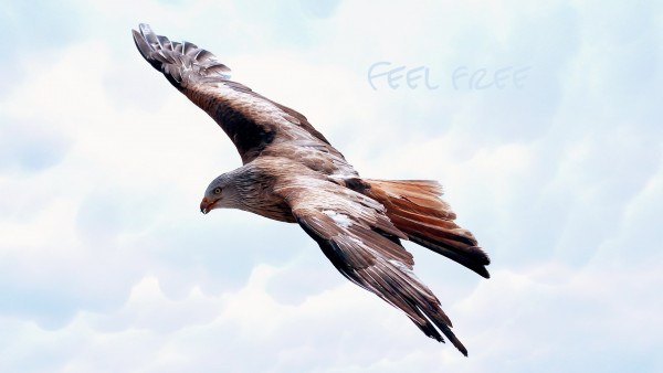 Majestic hawk | HD wallpaper, 3840x2160, 4k background for desktop and  phone, bird, flying