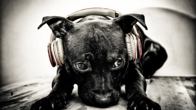 Puppy with beats headphones