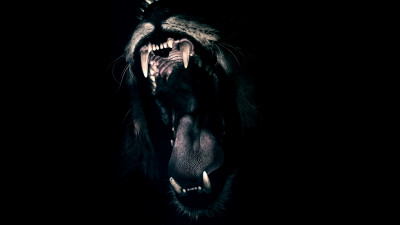 Lion male mouth