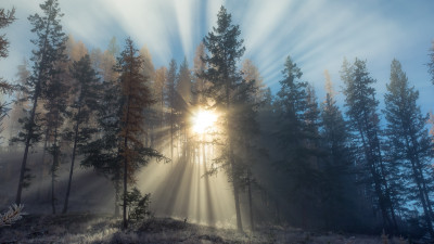 Sun rays through forest trees