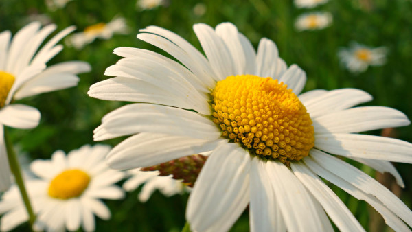 Natural daisy flowers