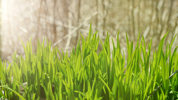 Pure green grass | HD wallpaper for phones 1920x1080, 4k photo for desktop  backgrounds 3840x2160