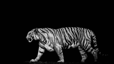 Tiger in the darkness
