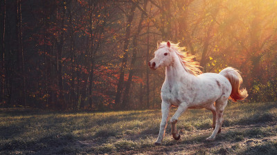 Horse running in the morning lights