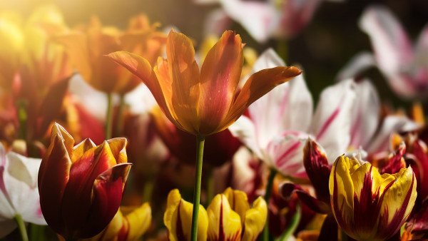 Gorgeous tulips