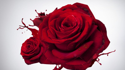 The most beautiful red roses