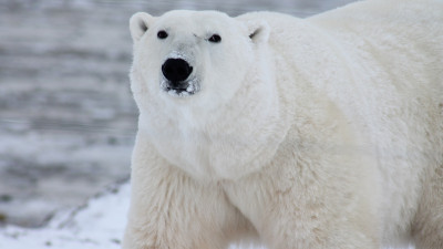 Polar bear in his environment