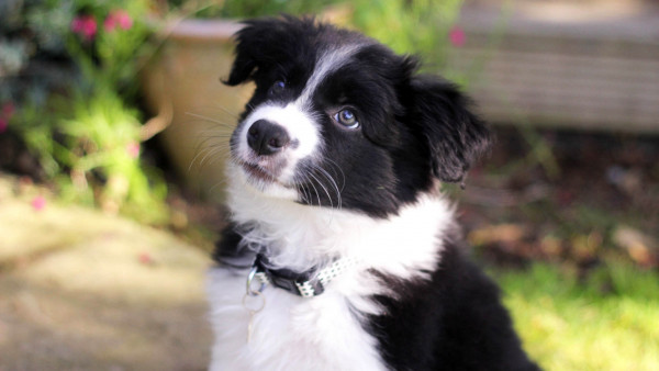 Black and white puppy