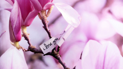 I love you. Magnolia flowers