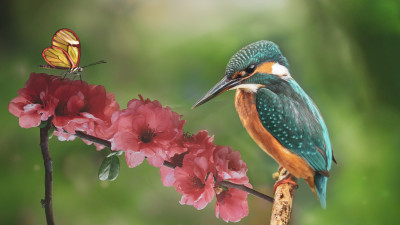 Kingfisher and the butterfly