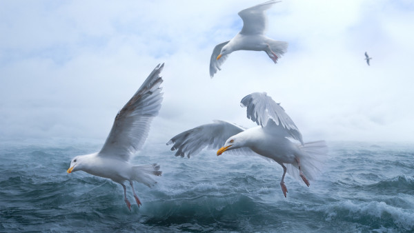 Seagulls above sea waves