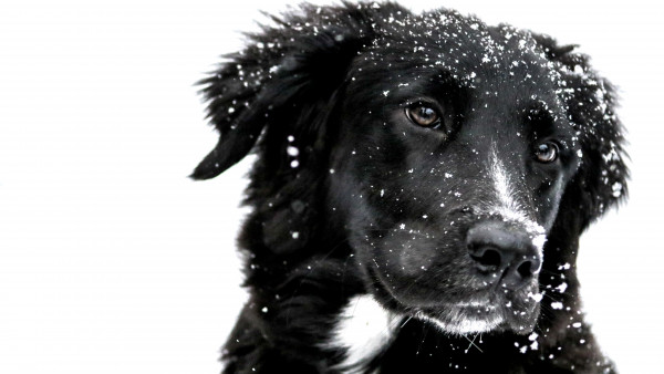 Snowing over the cute dog
