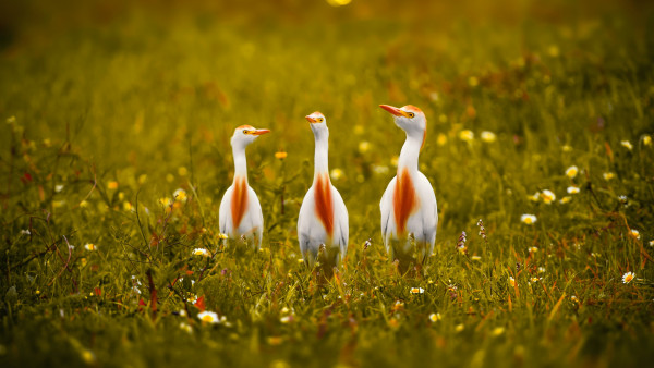 White and orange storks