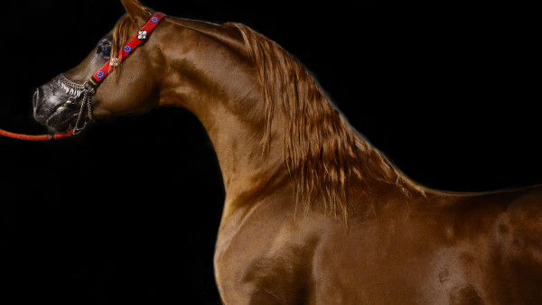 Arabian horse | HD wallpaper, free image, 3840x2160, desktop background,  photography, equitation