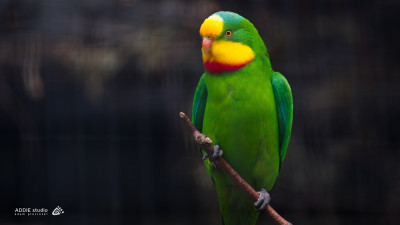 Cute little green parrot
