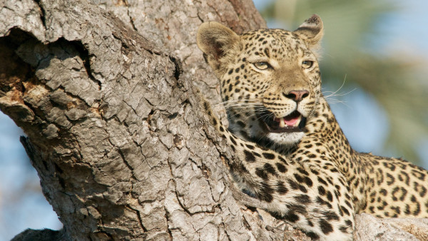 Wild leopard from tree