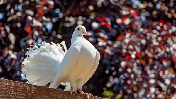 White pigeon | HD wallpaper, free picture, 4K, desktop background,  3840x2160, 1920x1080
