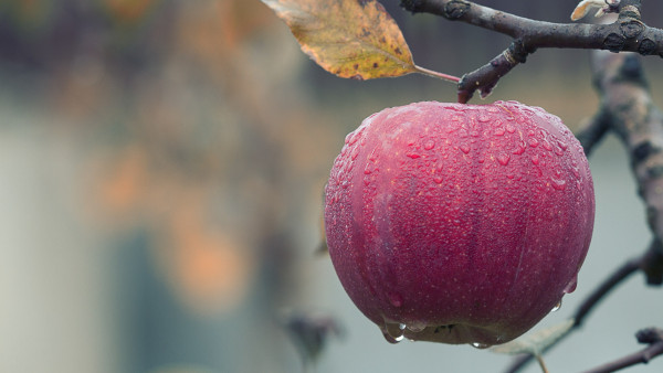 Fresh and sweet apple fruit | HD wallpaper, free image, 4K, desktop  background, 3840x2160, 1920x1080