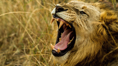 Lion king in wild Africa