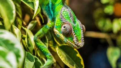 Panther chameleon reptile