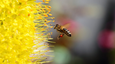 Bee collecting pollen for honey