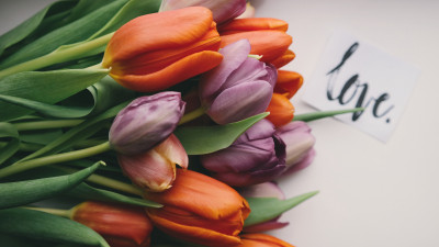 Tulips with love