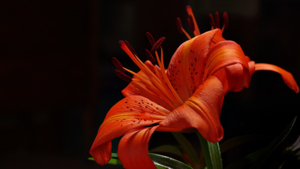 Orange garden lily