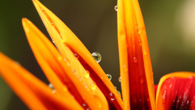 Dew on orange petals
