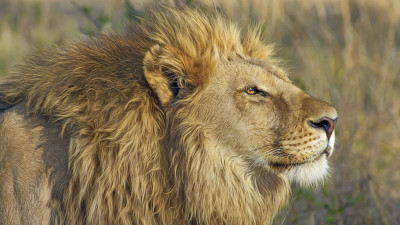 One lion king portrait
