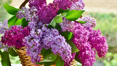 Best basket with lilac flowers