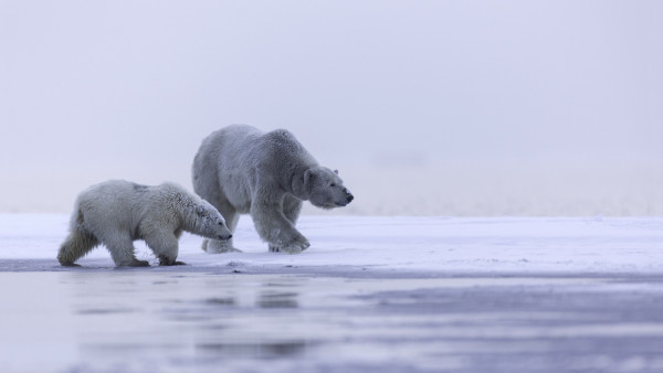 Polar bears: mother and cub