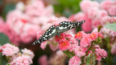 Black butterfly on pink flowers