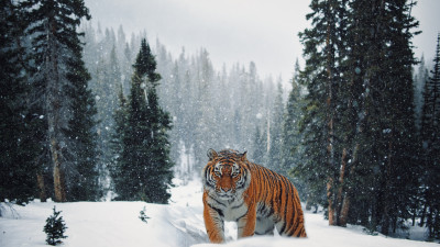 Siberian Tiger in Winter landscape
