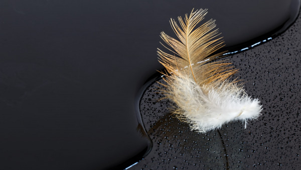 Dark surface with a feather on water