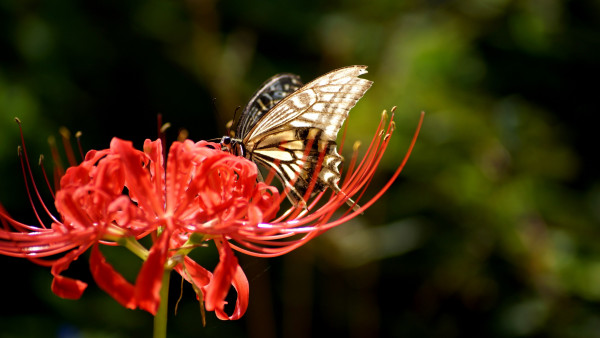 Butterfly on Lycoris Radiata flower