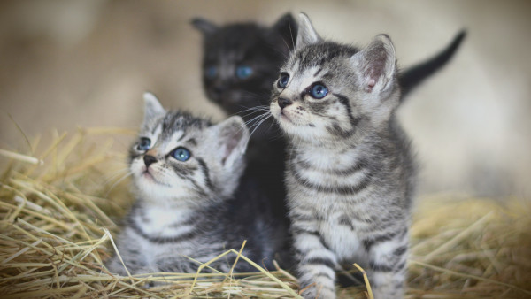Lovely kittens