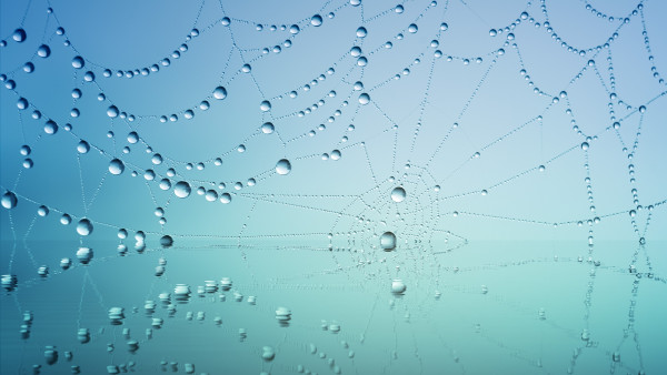 Dew drops on the spider web