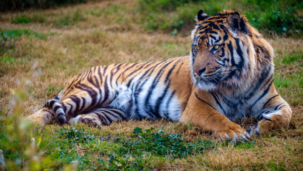 Beautiful big tiger