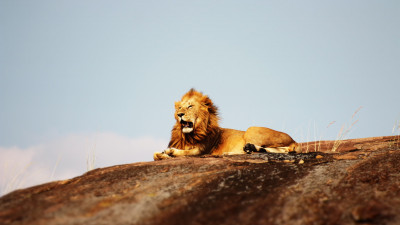 Lion in Serengeti National Park
