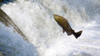 Salmon jumping over waterfall