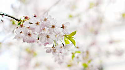 Cherry Blossoms. Flowers of Spring