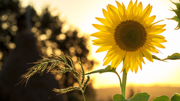 Sunflower in the sunset light