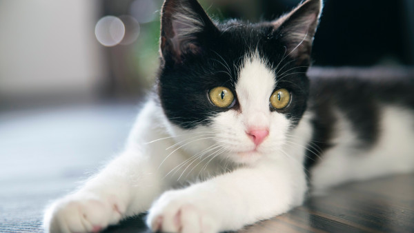 Black and white cat | HD wallpaper, 4k, free photography, 3840x2160. desktop  background, kitten