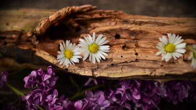Old wood, lilac and daisy flowers